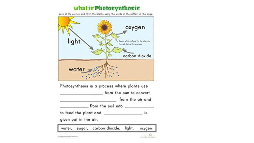 Teaching Material for Class 7 Biology – NCERT CBSE Handbook for Teachers