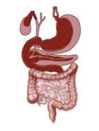 NCERT Solutions for Class 7 Science Nutrition In Animals Exercise
