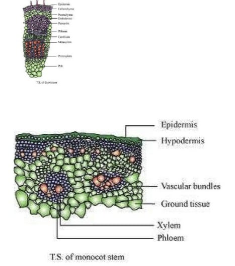 Ncert Solutions For Class 11 Biology Chapter 6 Anatomy Of Flowering Plants