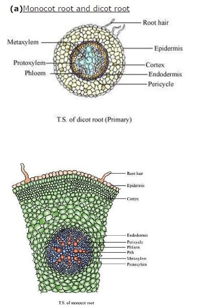 NCERT Solutions for Class 11 Biology Chapter 6 Anatomy Of Flowering Plants