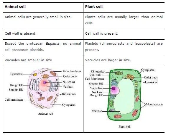 Plant Cell And Animal Cell Diagram For Class 8 Ncert