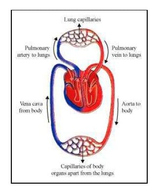 Class 10 Science Heart Diagram ~ DIAGRAM